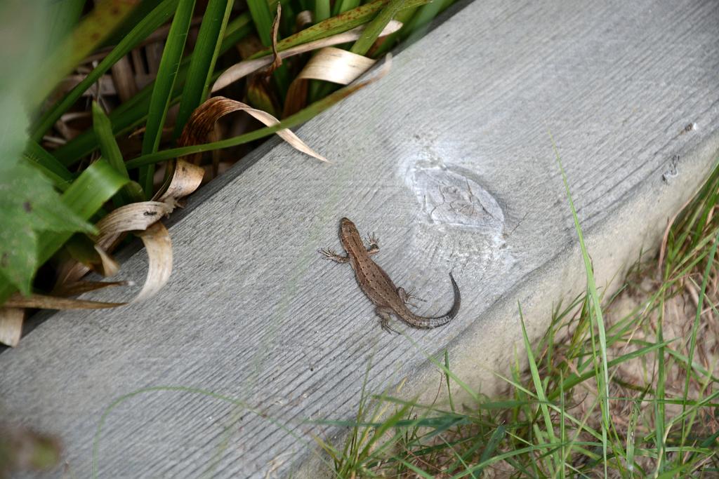 DSC_3262.JPG