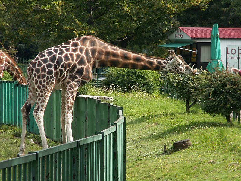 PICT0010.JPG
