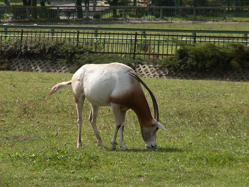 PICT0036.JPG