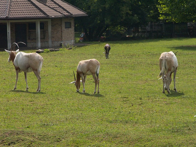 PICT0037.JPG