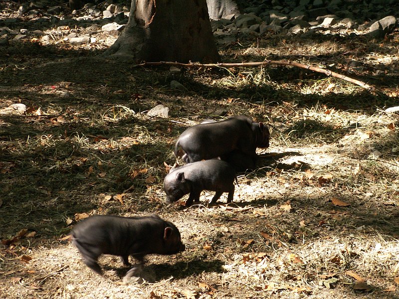 PICT0011.JPG