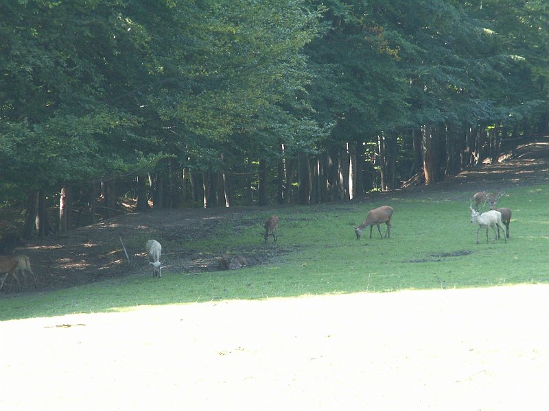 PICT0053.JPG