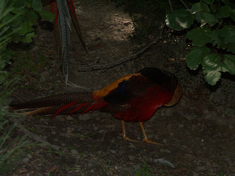 PICT0059.JPG