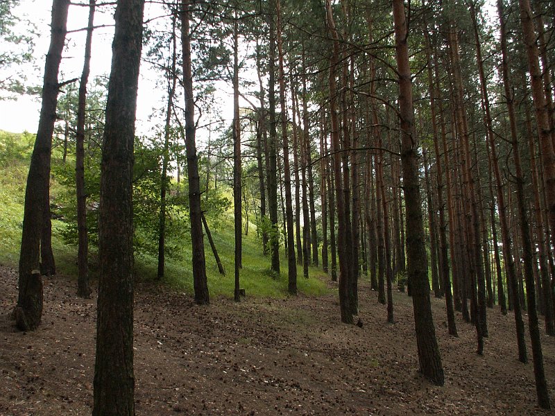 PICT0081.JPG