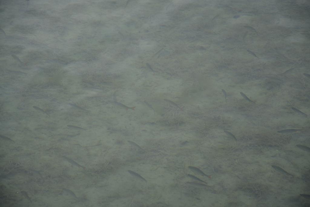 DSC_5385.JPG