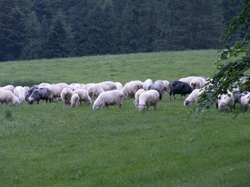 PIC0330.JPG