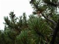 SAM_9433