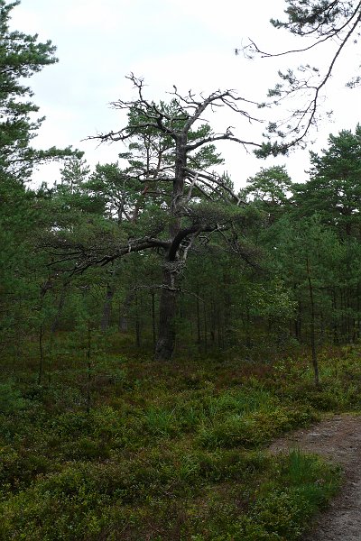 P1180871.JPG