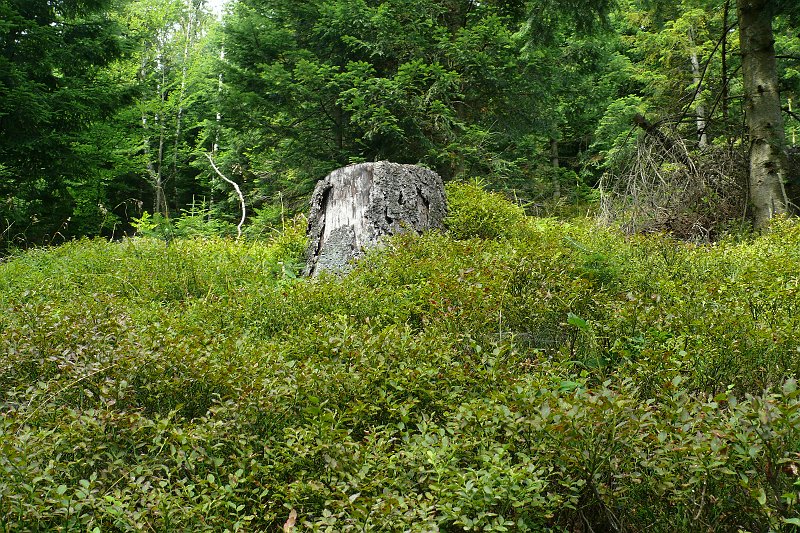 P1190421.JPG