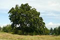 P1190466